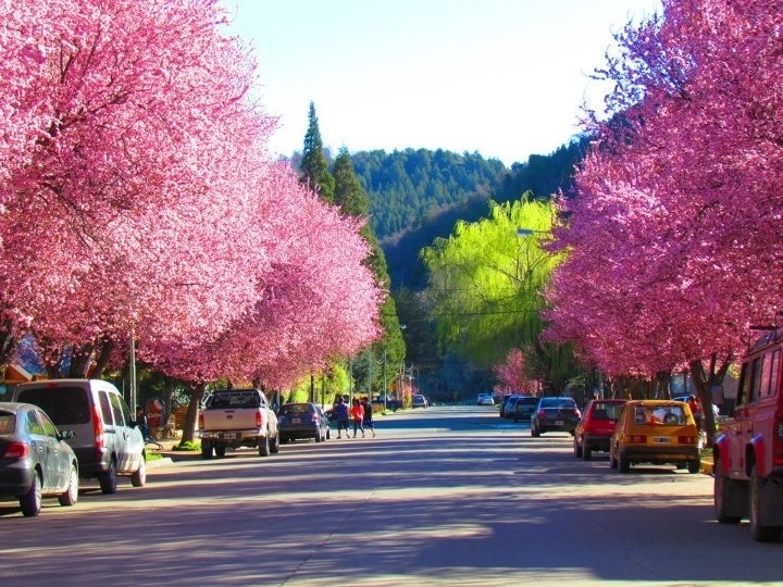 Calle de San Martín de los Andes en primavera con cerezos florecidos