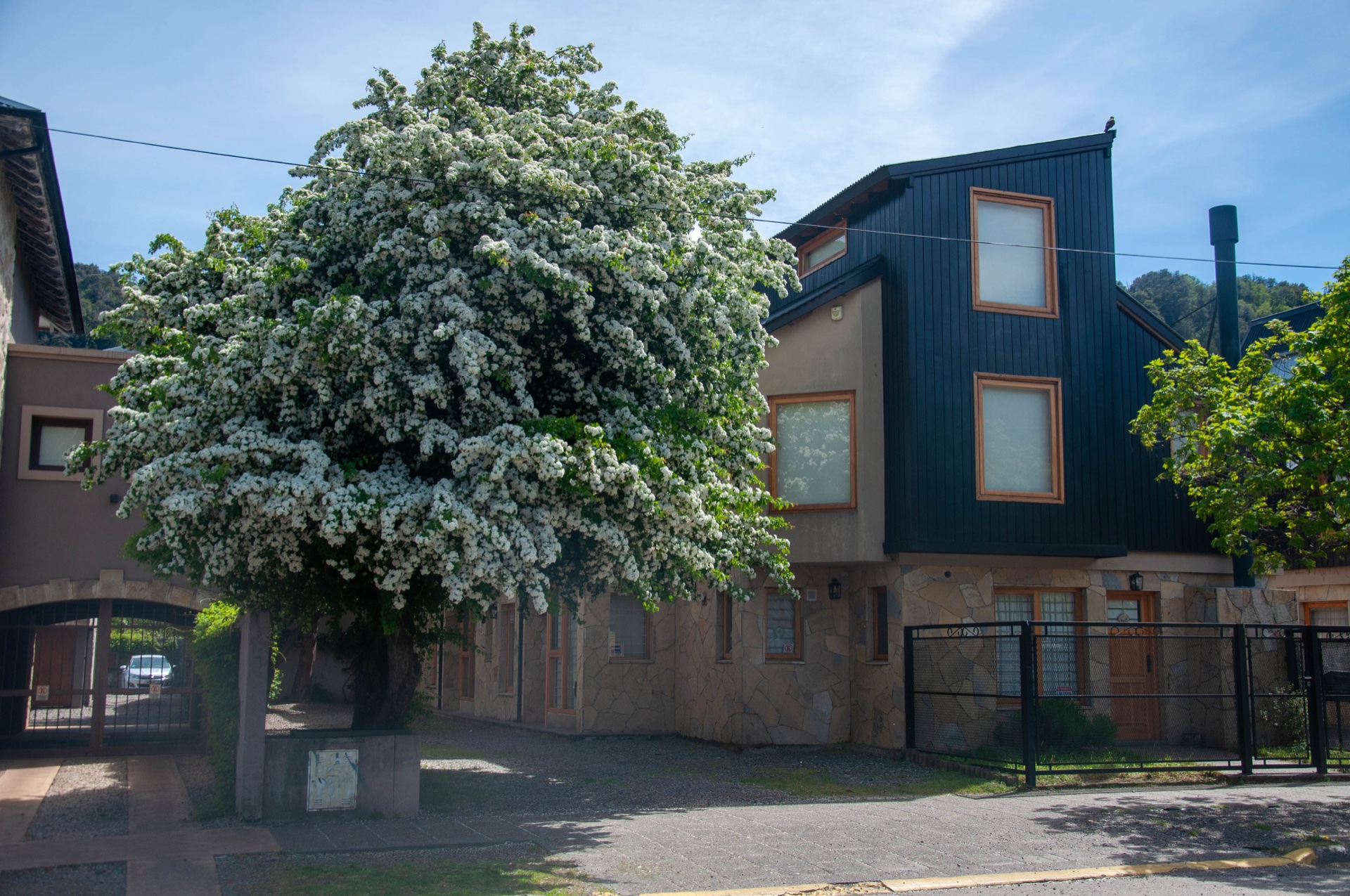 Fachada de Paimun 2 con árbol florecido en San Martín de los Andes